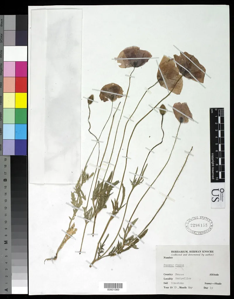 Dried and preserved common poppy from the U.S. National Herbarium at the Smithsonian's National Museum of Natural History